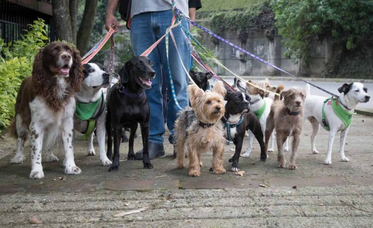  Enhancing Your Dog’s Well-being with Professional Dog Walking Services in Derby