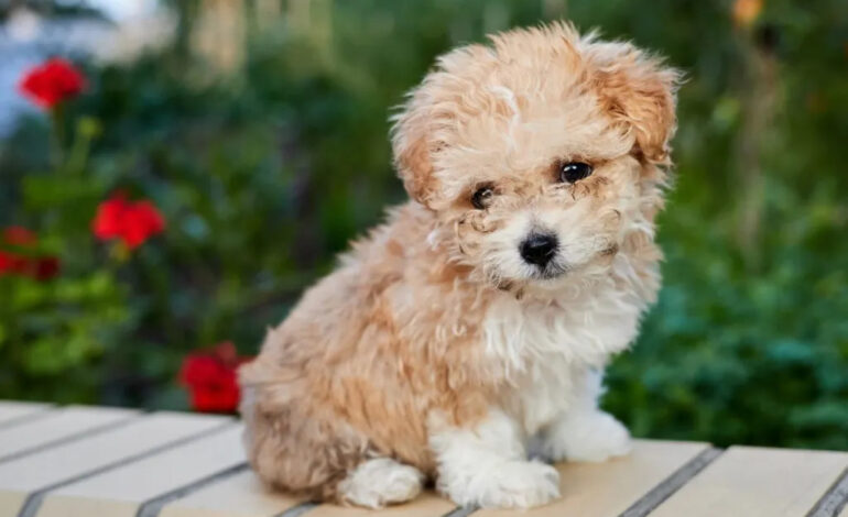 Exploring the Charm of Maltipoo Puppies for Sale in Mumbai at Best Prices